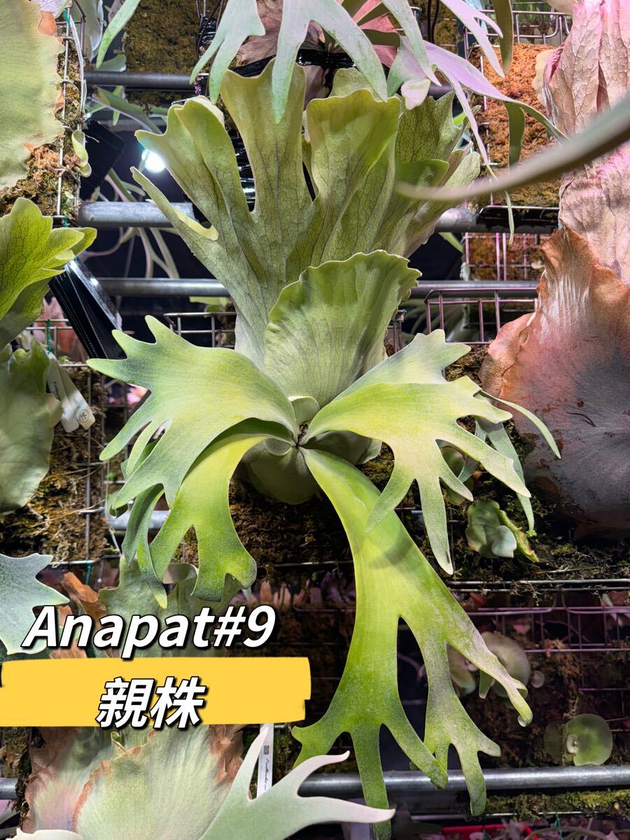 P. willinckii Anapat ＃1 昨年の9月にお迎えしたアナパット＃1