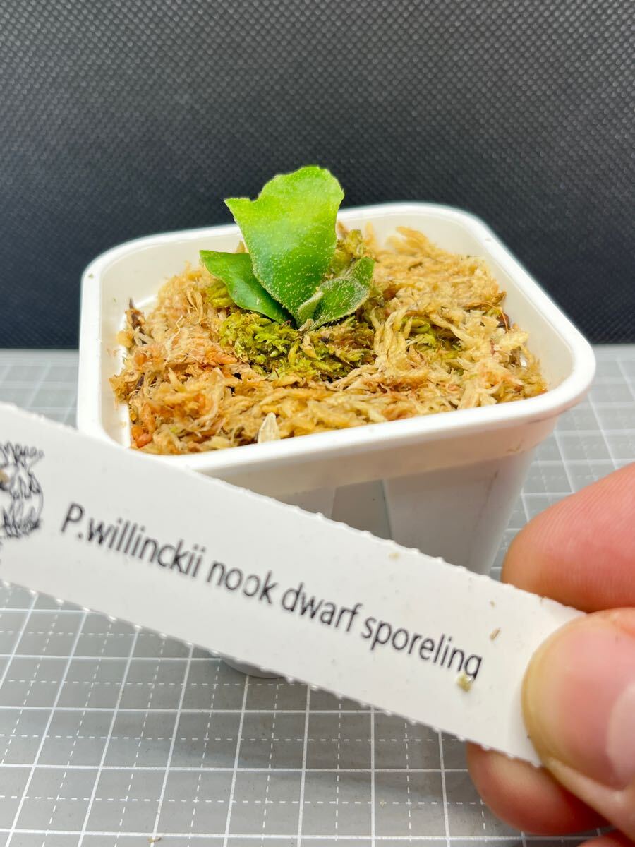 Bibian 比比昂- ビカクシダP.willinckii Nook dwarf spore Bibian 比比昂- ビカクシダP.willinckii Nook dwarf spore
