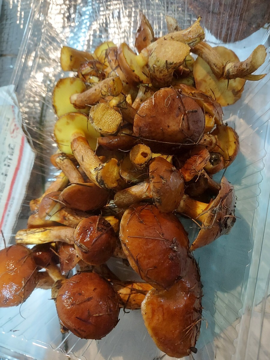 青森ハナイクジ(落葉)250gセット2200円即決