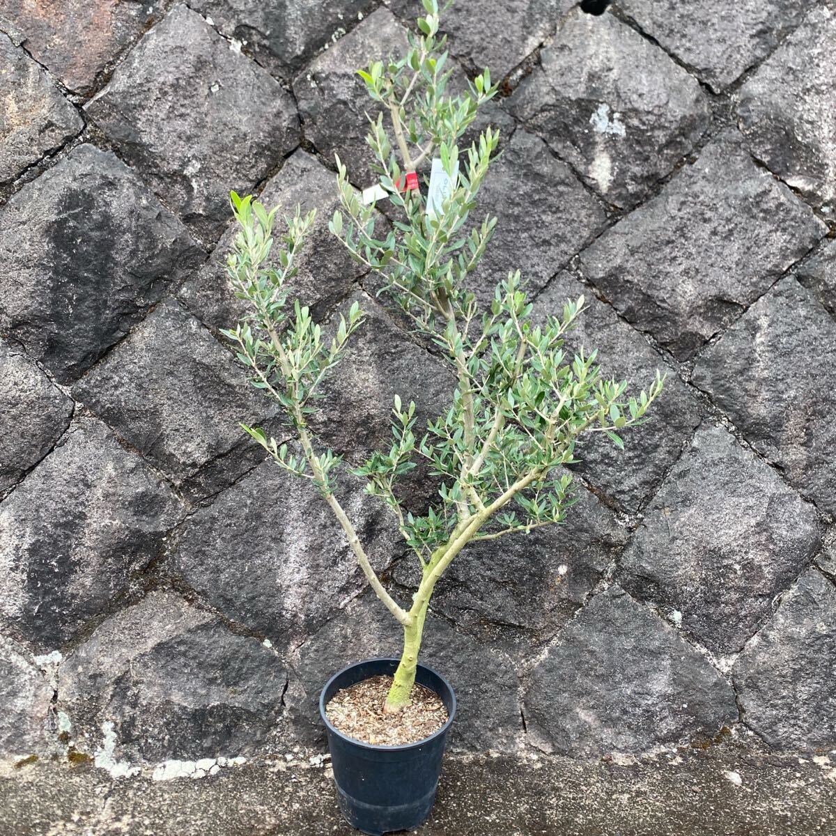 庭木 植木 オリーブ ルッカ 庭木 植木 オリーブ ルッカ