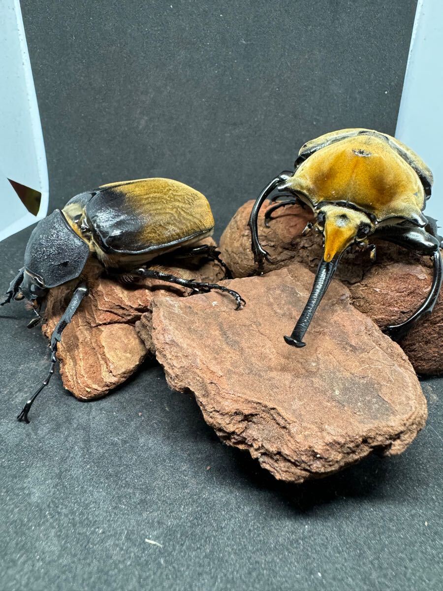 エレファスゾウカブトペア③
