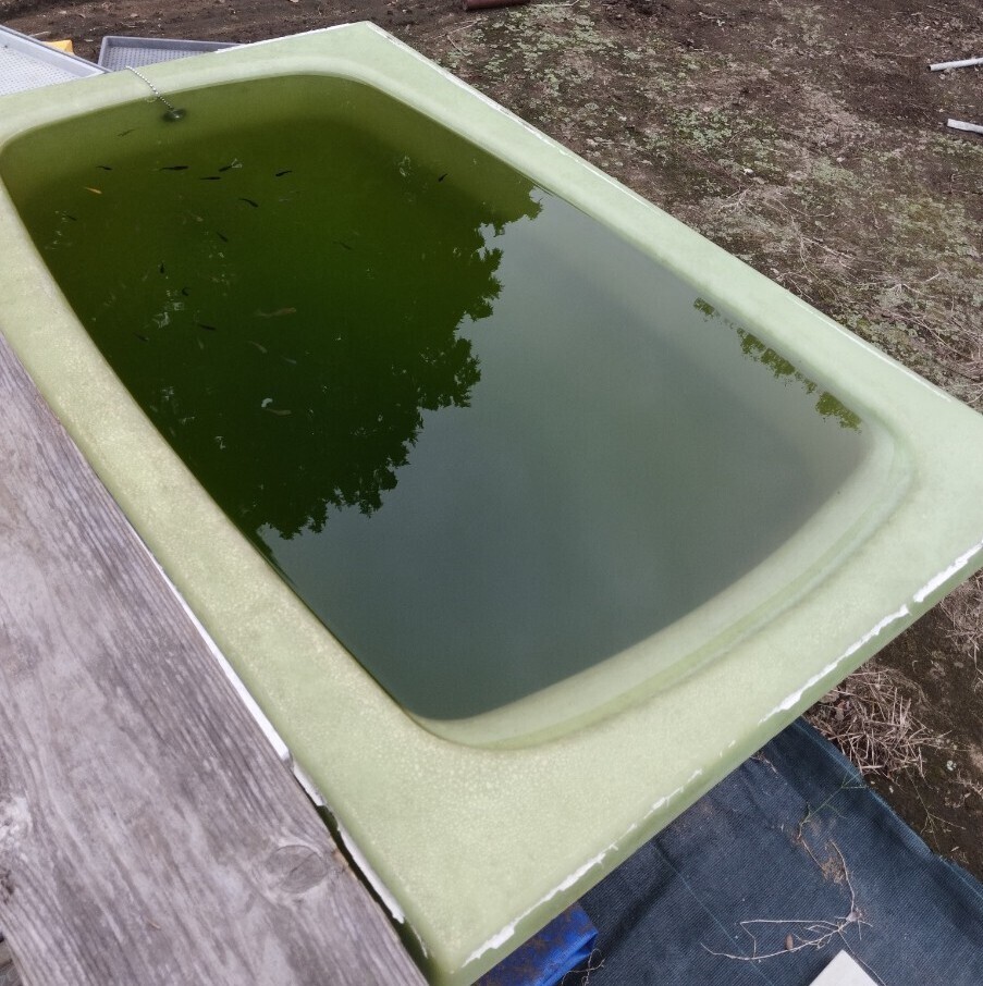 浴槽 バスタブ 3個セット ※引取 メタカ飼育中