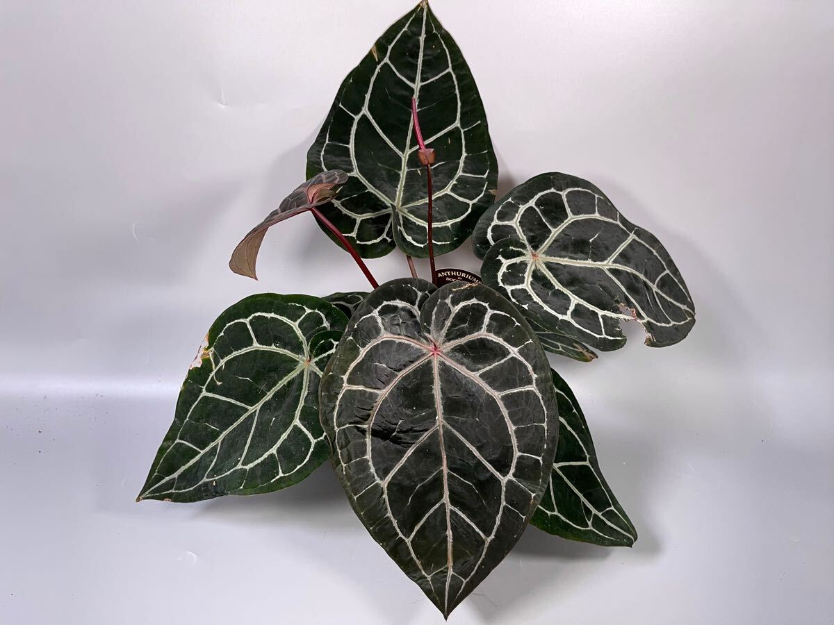 「24」 Anthurium ‘Michelle’ by DocBlock *Growers アンスリューム・ミッシェル　ドックブロック　葉の長さ約26cm〜　