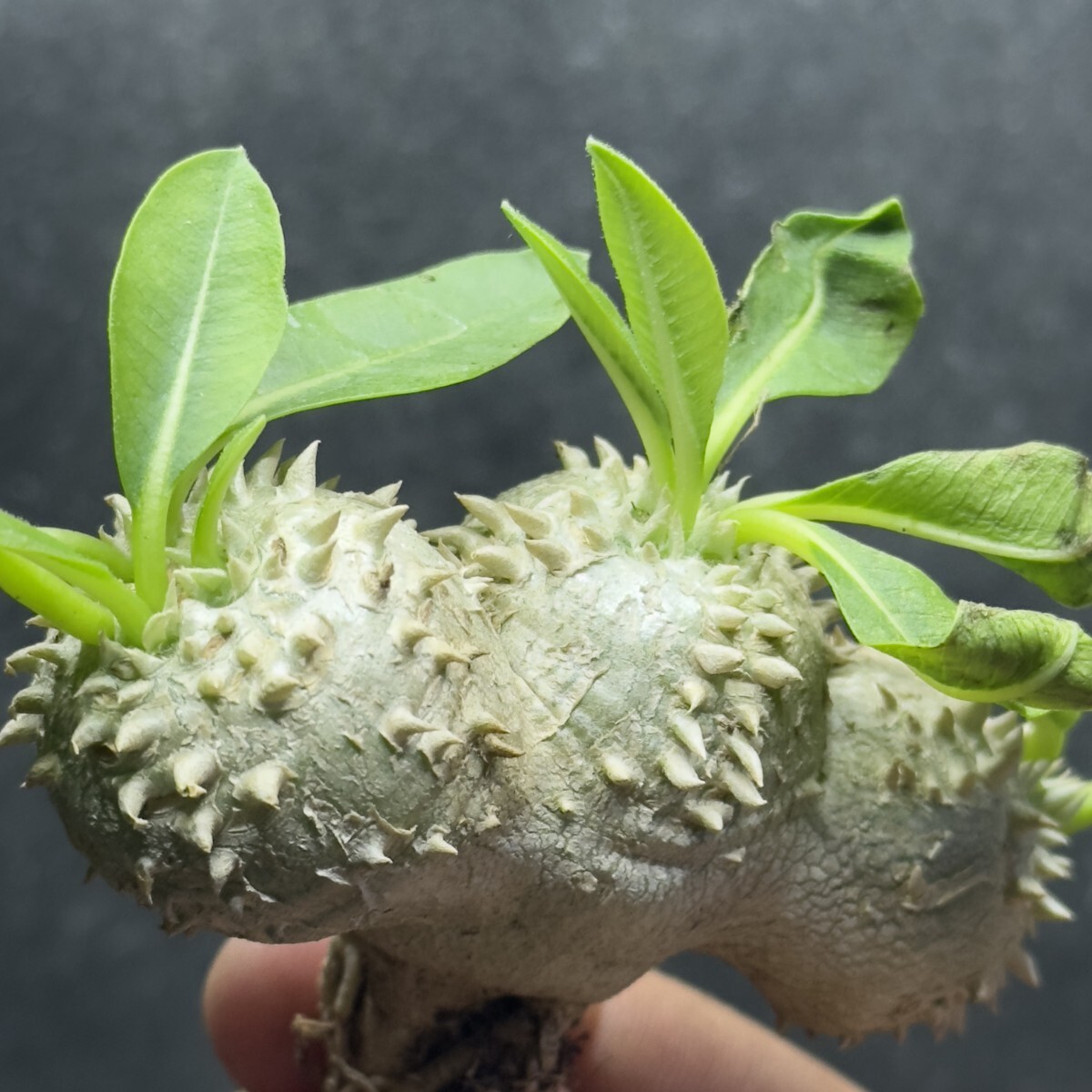 1261 塊根植物 恵比寿笑 パキポディウム・ブレビカウレ (実生) 精選株