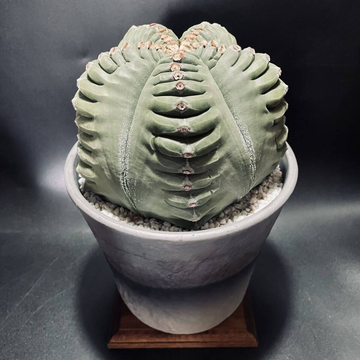 Berlin産 毒蛇 アガベ チタノタ 子株 観葉植物