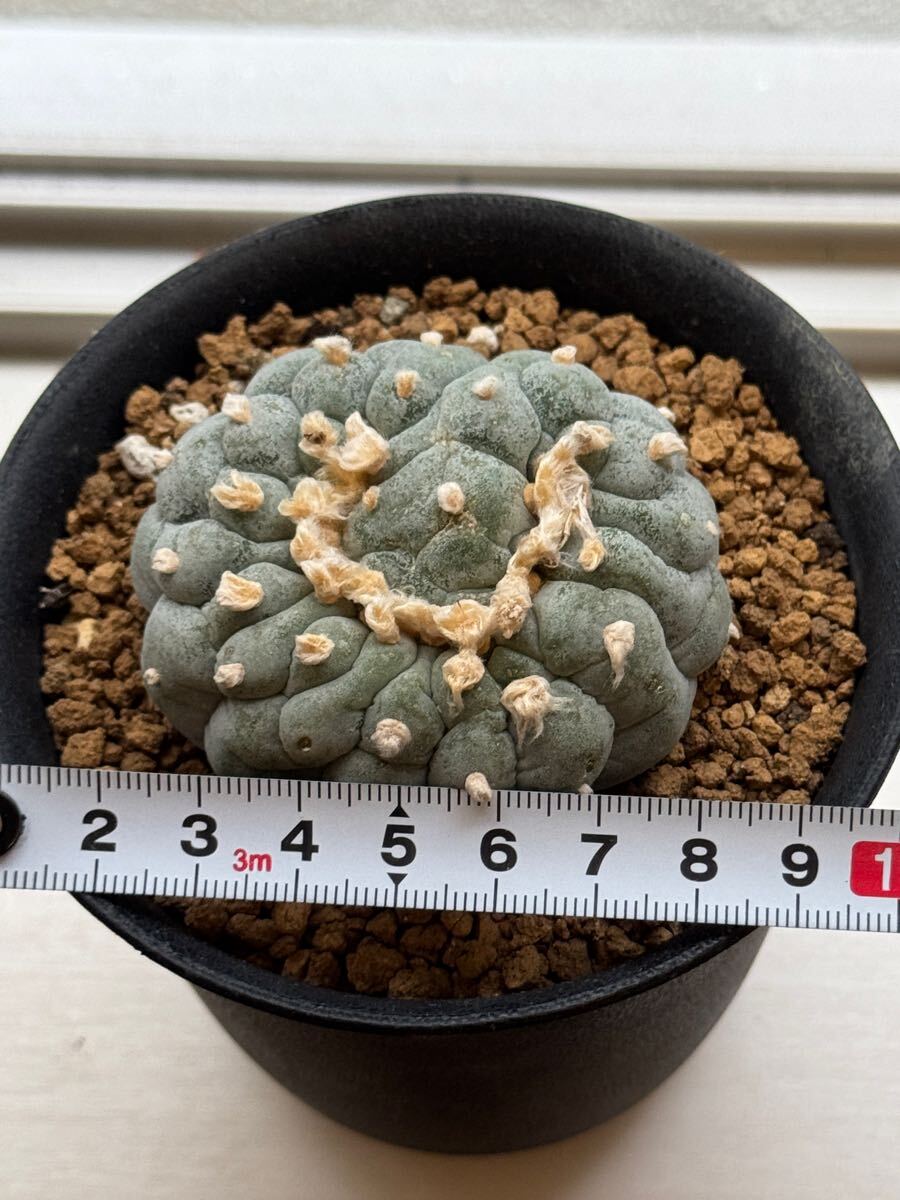 サボテン ロホホラ 疣銀冠 モンスト 楽天市場】サボテン：ロフォフォラ 銀冠玉モンスト*幅8cm 現品