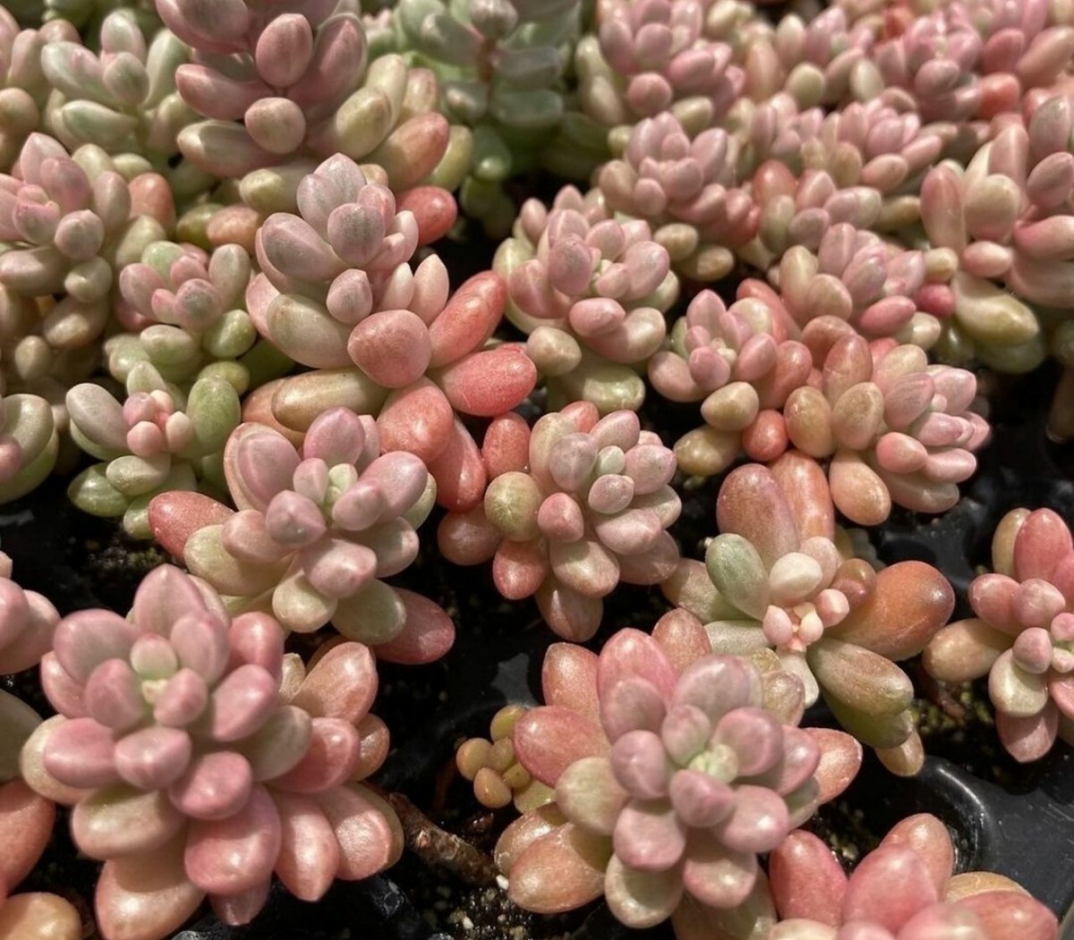Yahoo!オークション - 多肉植物 雫玉 6cmポット苗 抜き苗 送料無料 Yahoo!オークション - 多肉植物 雫玉 6cmポット苗 抜き苗 送料無料