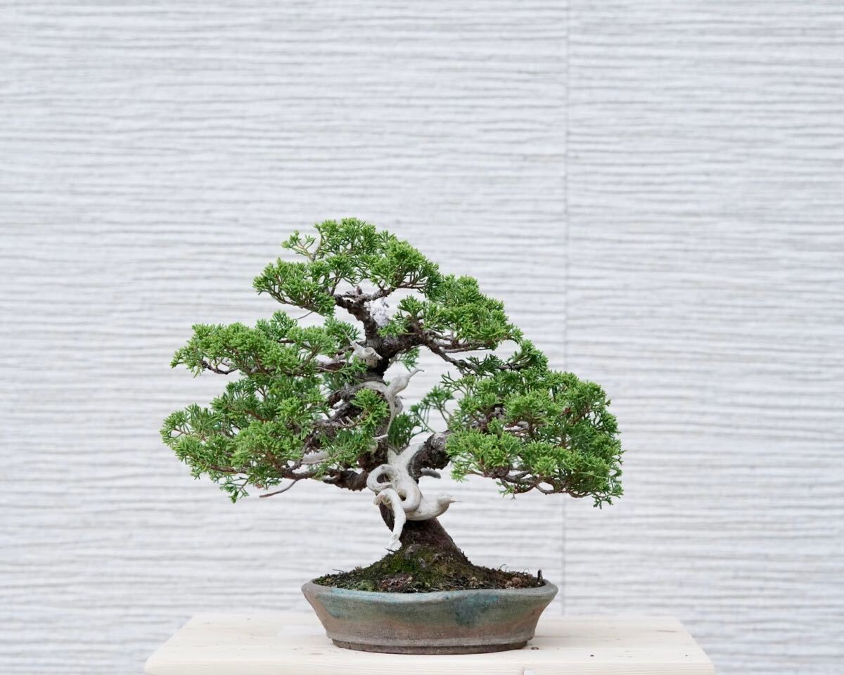 「亦盆栽」糸魚川真柏 小品盆栽 逸品
