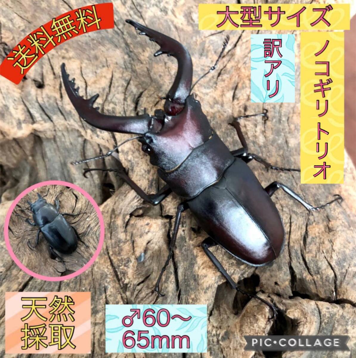 送料無料◇訳あり大特価！◇天然採集◇水牛系大型サイズノコギリクワガタトリオ★♂約60mm～約65mm 2頭 ♀約23.5 1頭