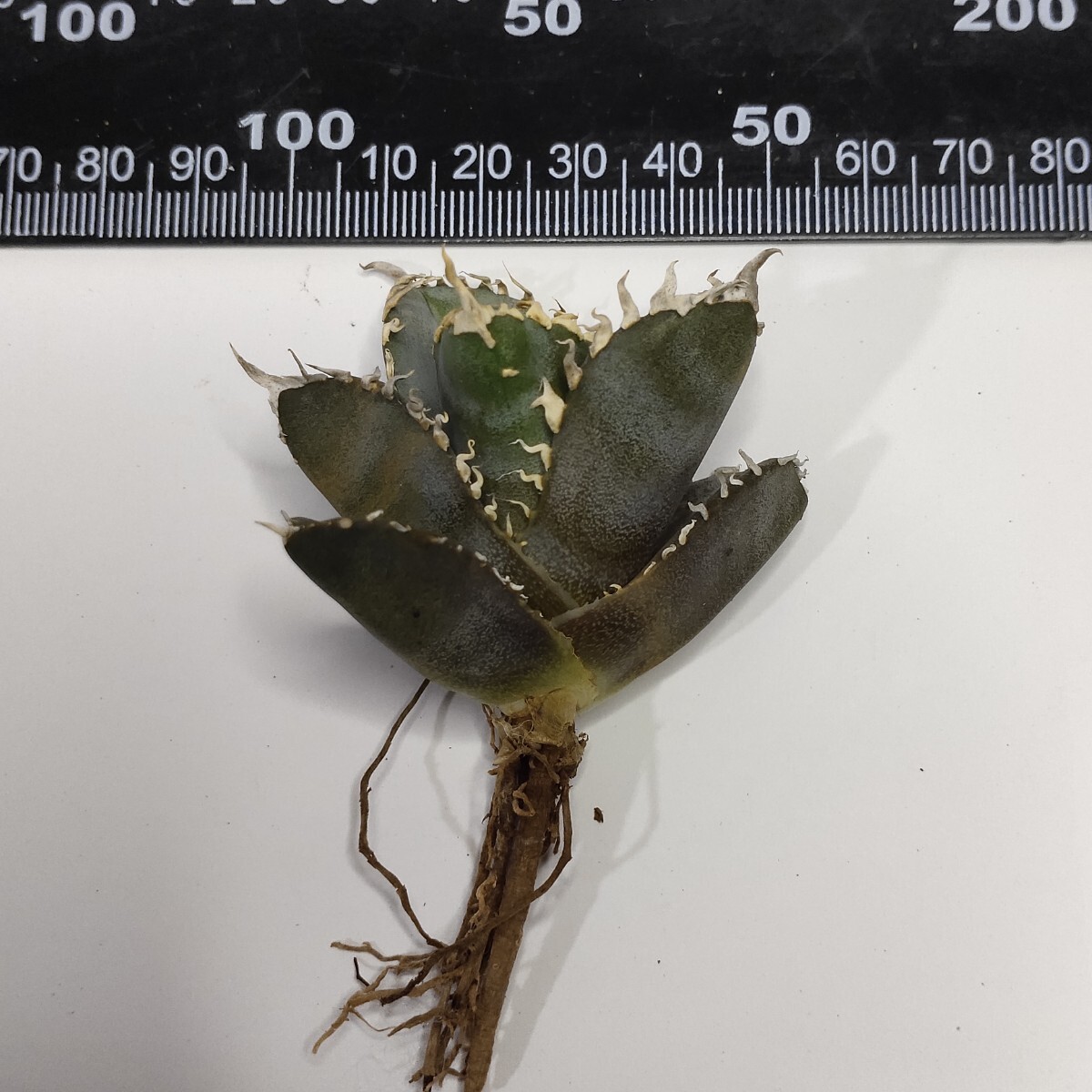 483【上澳園芸】アガベ チタノタ 金剛 キングコング 精選 優良 483【上澳園芸】アガベ チタノタ 金剛 キングコング 精選 優良