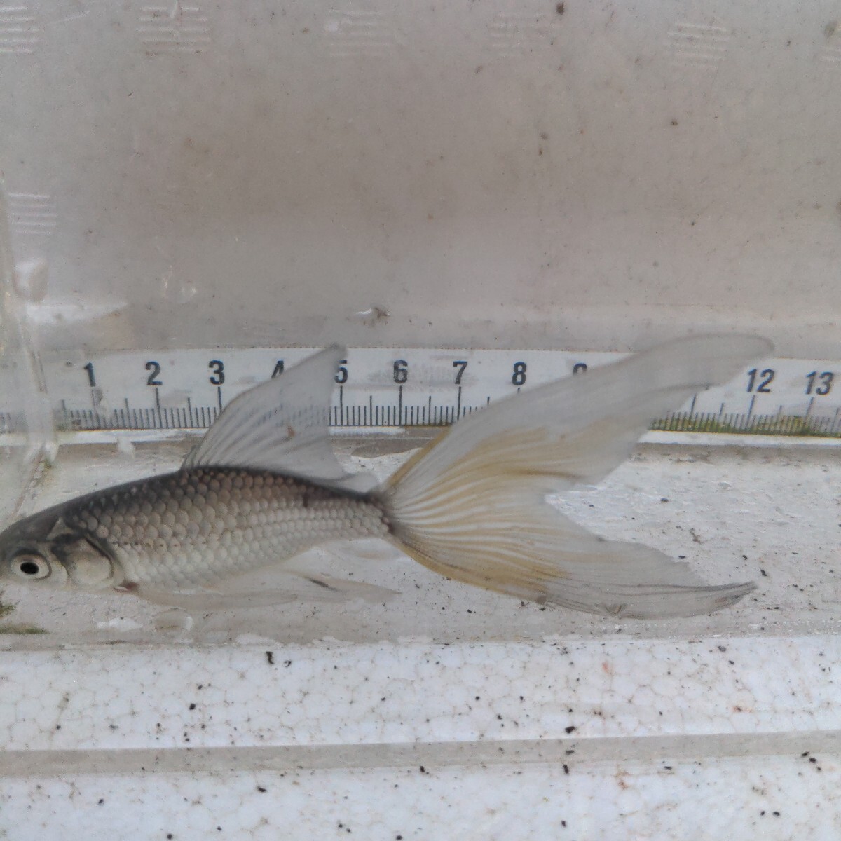 金曜日発送(18日）【宮城鉄魚飼育研究会】青鉄魚（小）③上物　　11センチくらい