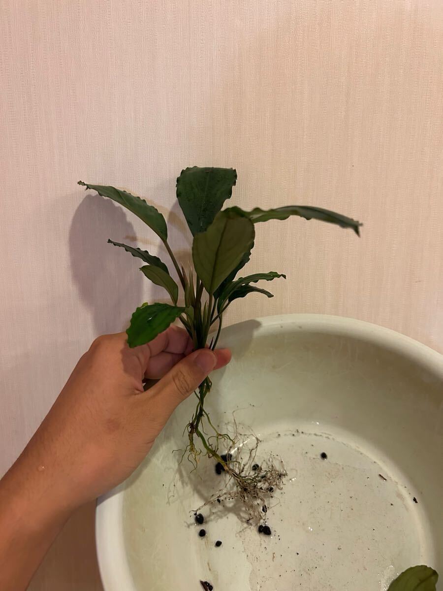 Yahoo!オークション - Bucephalandra sp. Balai Sebut Kab