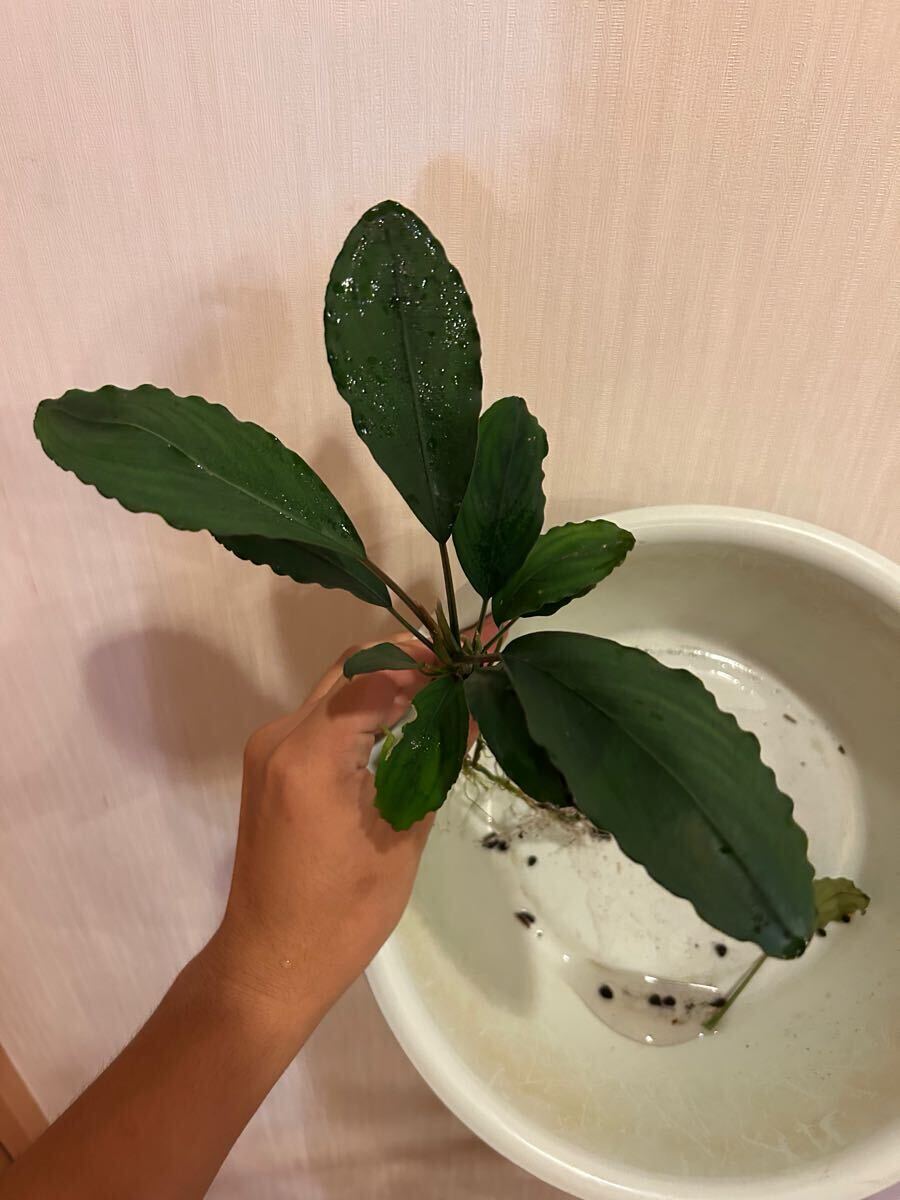 ブセファランドラsp. Balai Sebut Kab.Sanggau 【TB】 Yahoo!オークション - Bucephalandra sp. Balai Sebut Kab