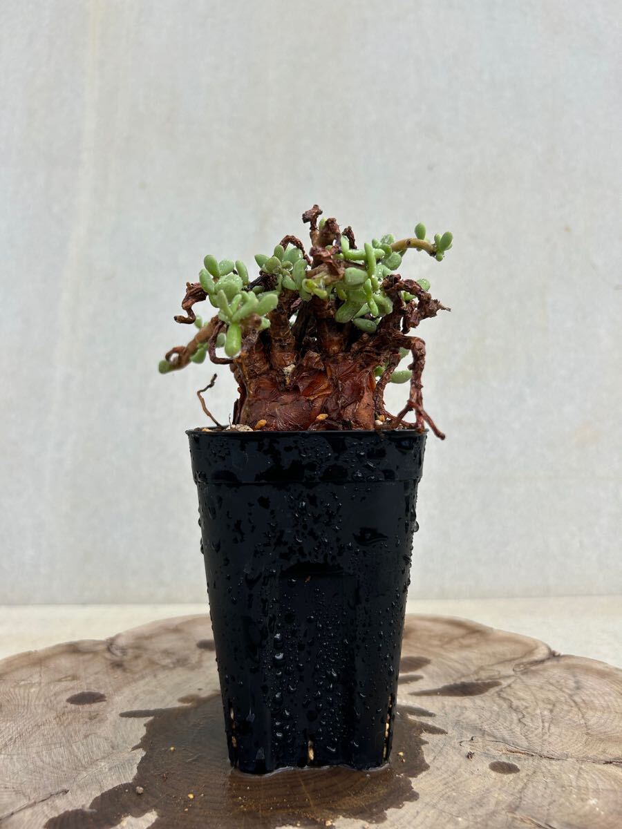 【発根済み】ケラリア　ピグマエア①