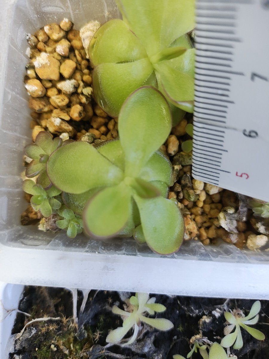 食虫植物 ピンギキュラ・ヘミエピピティカ