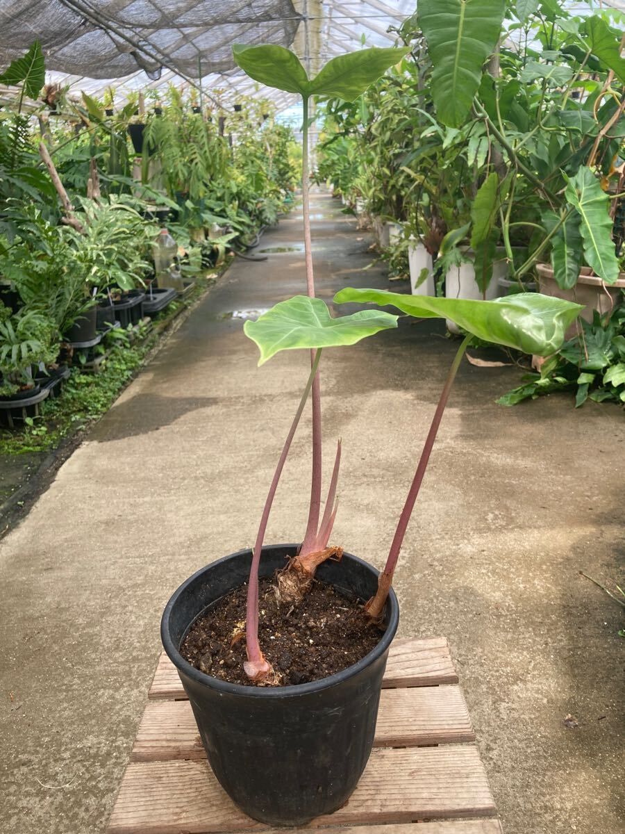 アロカシア ピンクドラゴン ★ Alocasia Pink-Dragon