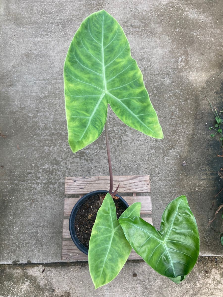 アロカシア ピンクドラゴン ★ Alocasia Pink-Dragon