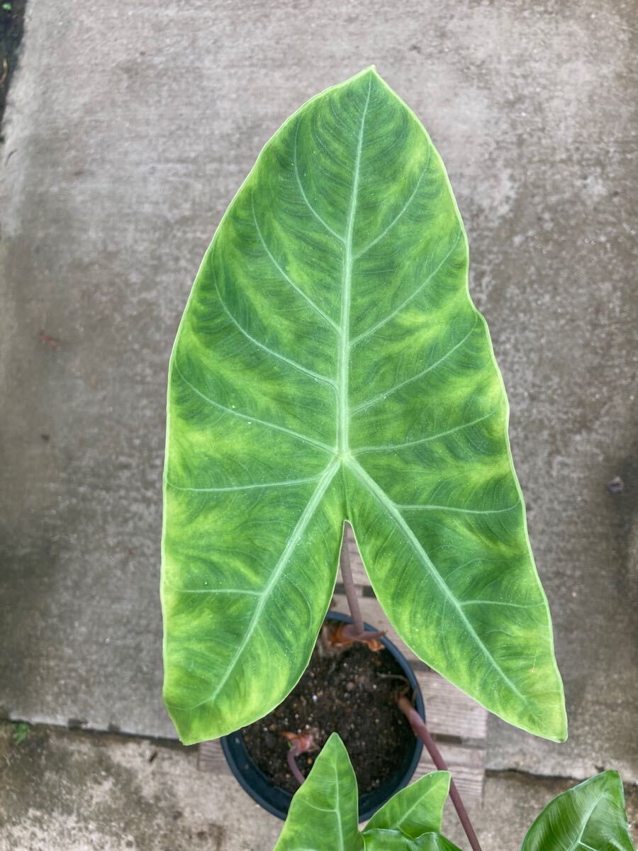 アロカシア ピンクドラゴン ★ Alocasia Pink-Dragon