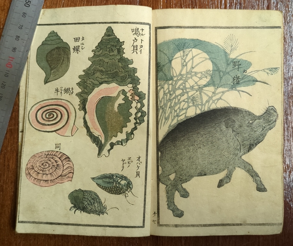 「万象写真図譜」1冊 ｜和本 古典籍 絵本 絵入本 浮世絵 合巻本 草双紙 蛙竜妖怪犬鼠牛龍虎兎蛇馬鳥獣 Yahoo!オークション - 和本 浮世絵 万象写真図譜 初編 全 歌川貞秀画