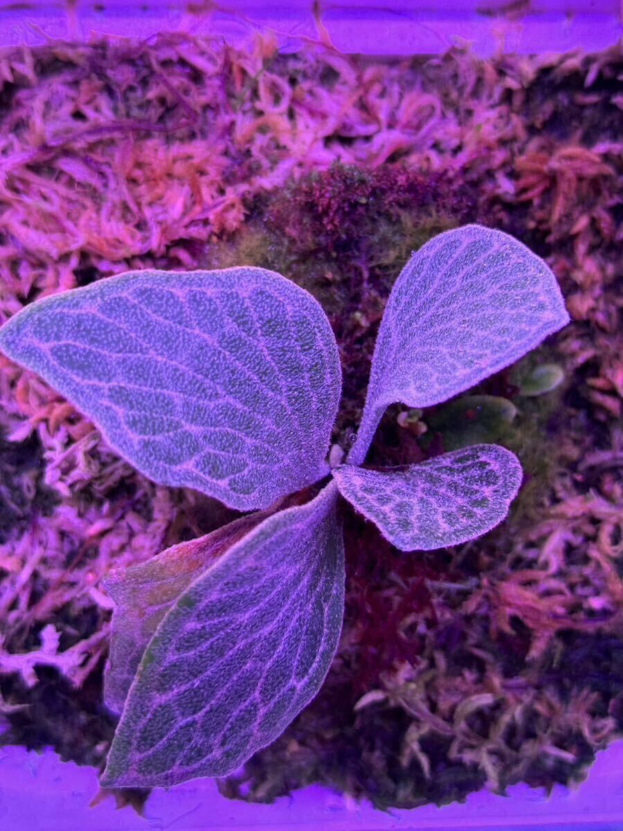 ビカクシダ Platycerium Fishubone (フィッシュボーン) P. 'Fishbone' (TC) ビカクシダ フィッシュボーン ② | vandaka