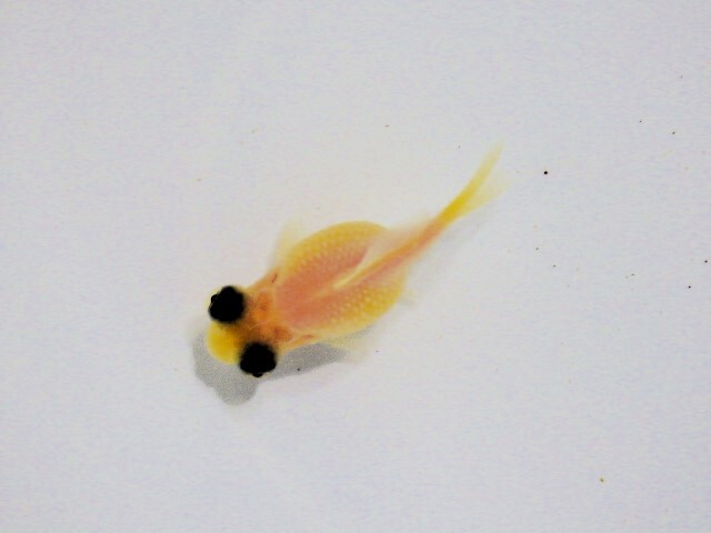 シルクちょうちん出目ピンポンパール(浜松 二橋養魚場産) ・24・807・オス 5.5cm