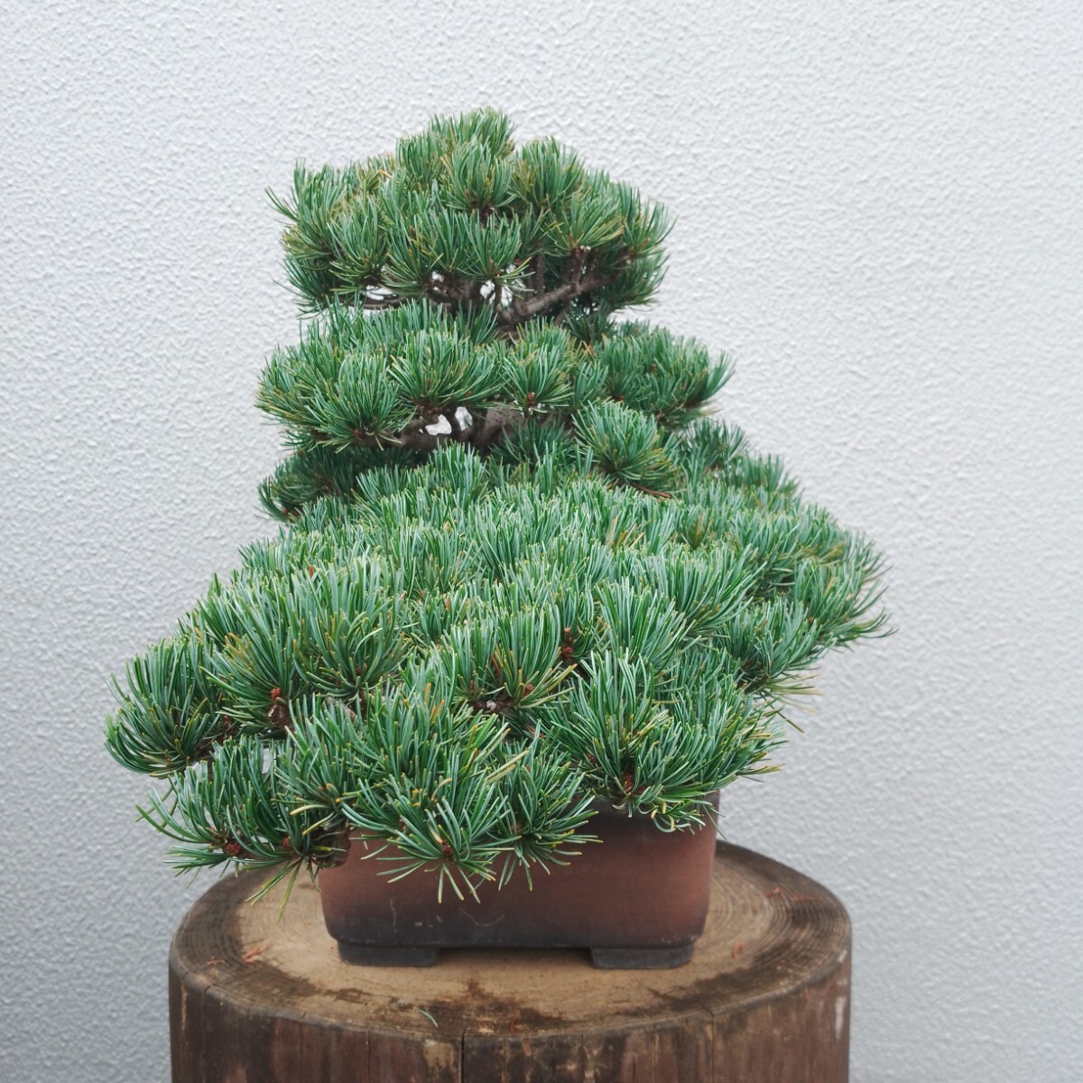 盆栽 五葉松 樹高30cm|松 盆栽 五葉松 樹高30cm|松
