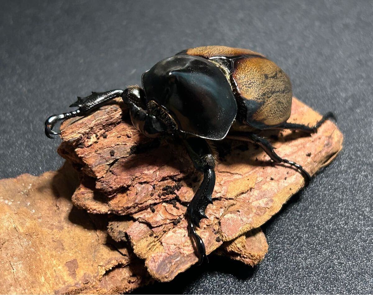 フンボルトヒナカブト トリオ (1♂、2♀)
