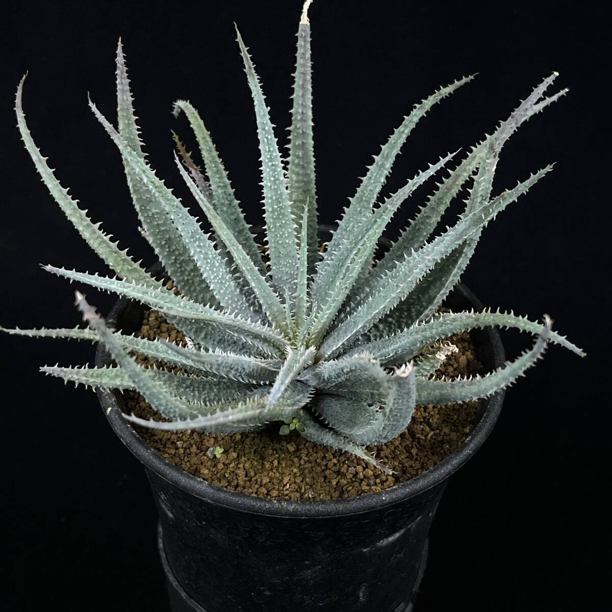 《PW》アロエ“パルブラ，Aloe parvula”多肉植物