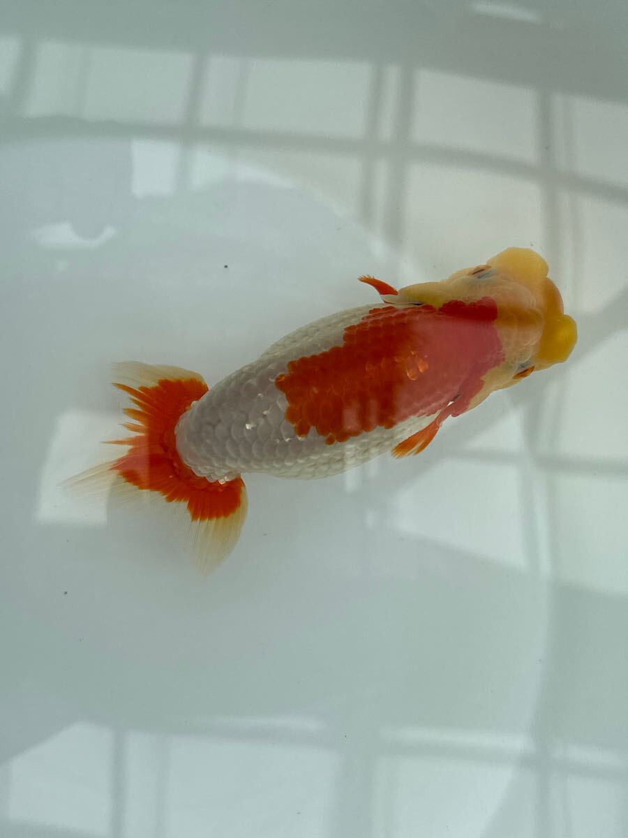 小澤らんちゅう当歳魚Ｃメス