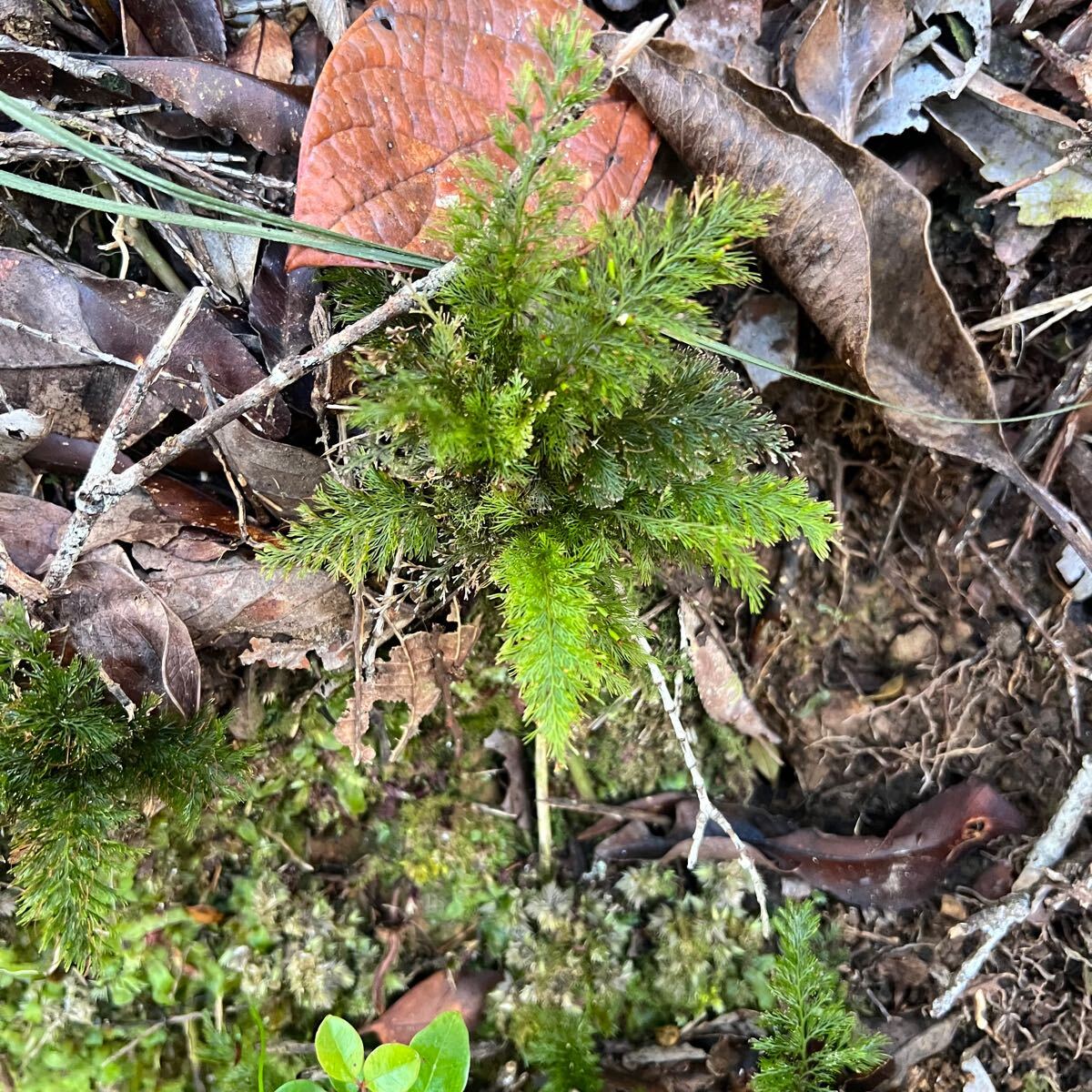 Abrodictyum laetum