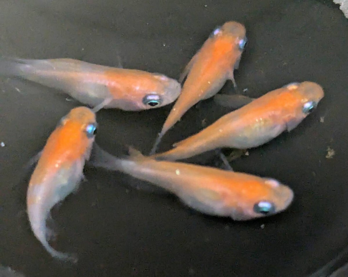 (メダカハウス 千) 紅白ラメダルマ(若魚)、2ペア+雌1匹　5-5