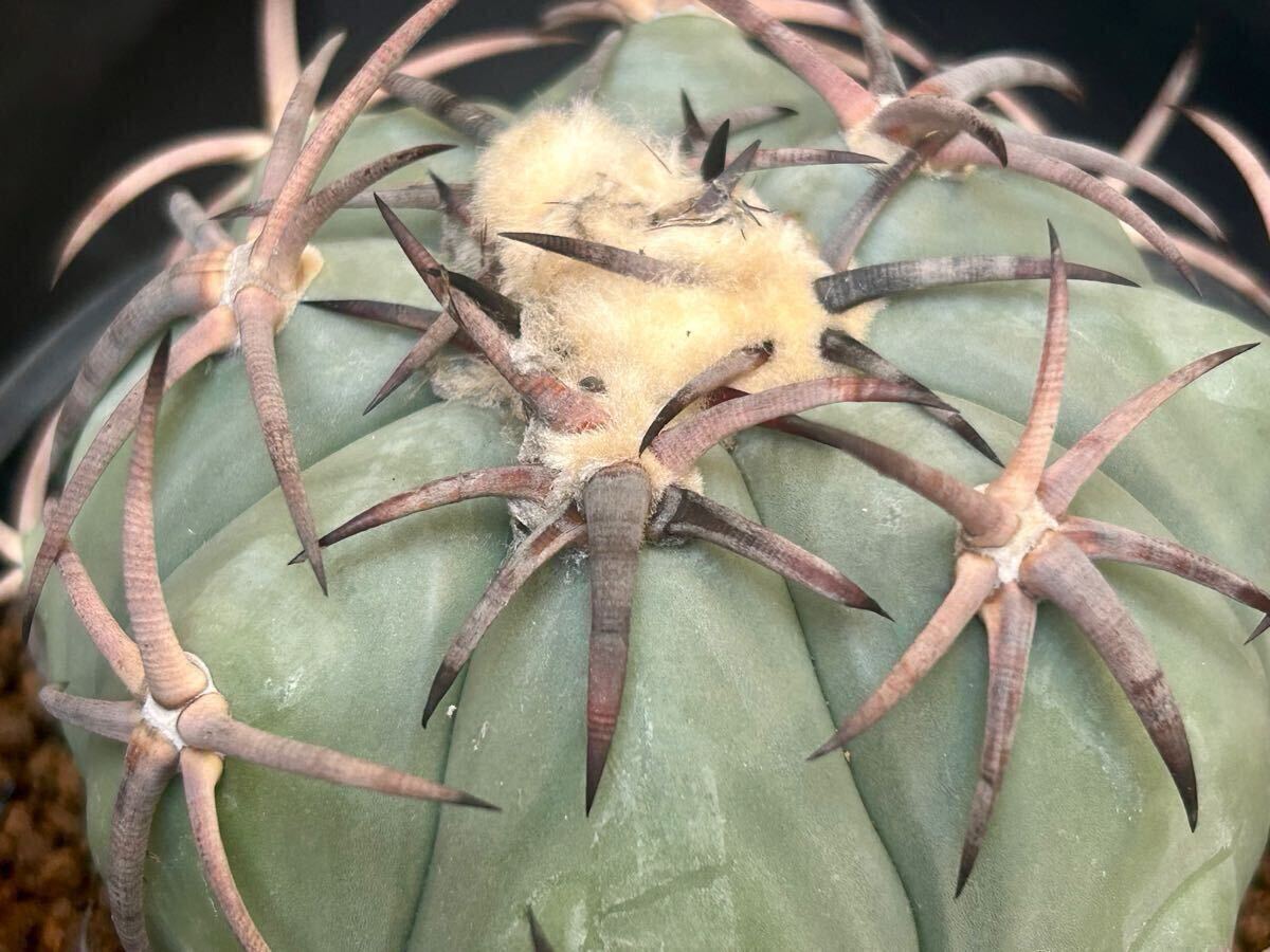 花王丸 短刺 実生 花王丸 短刺 実生 Yahoo!オークション