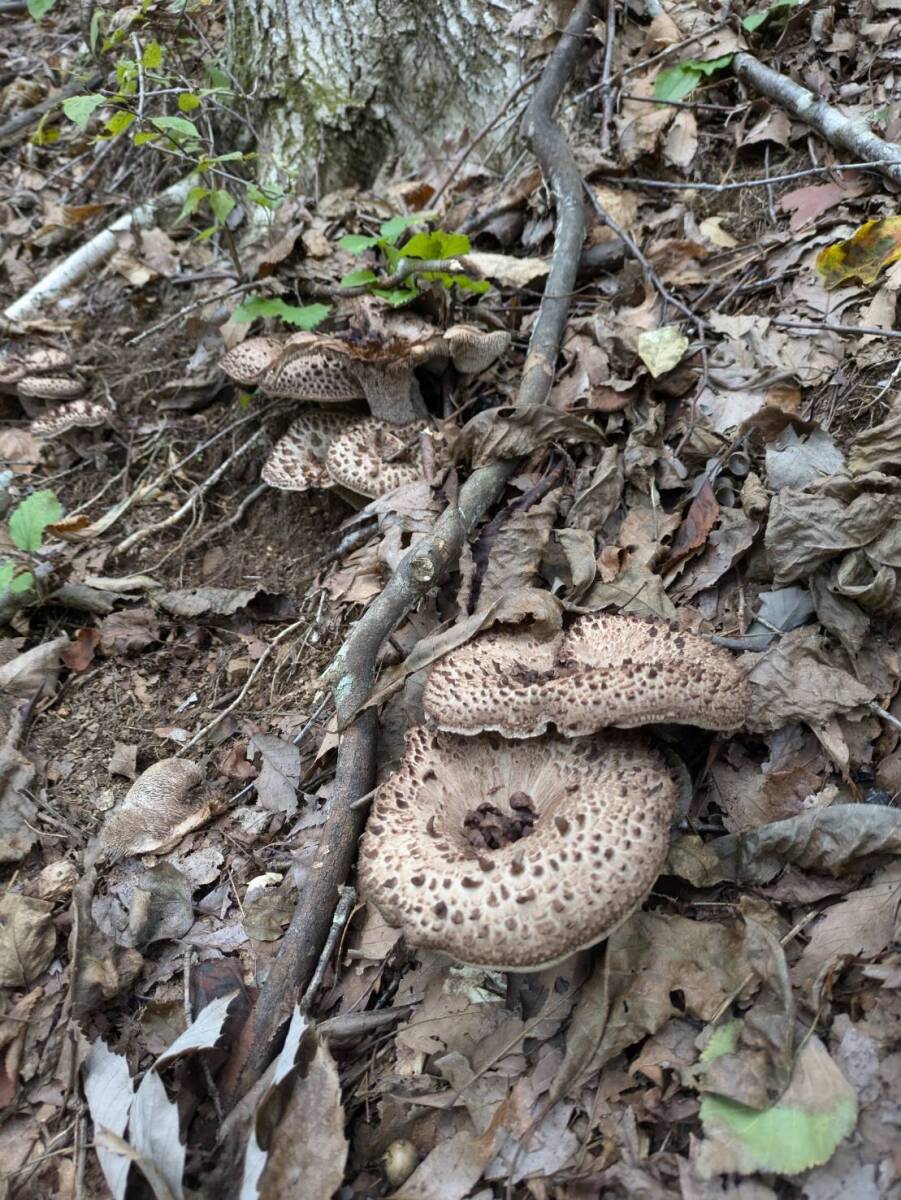 乾燥香茸②　長野県産