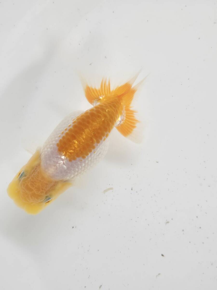 【青生らんちう】【死着保証】【当歳魚】【鑑賞用/種用】らんちう4匹（035）