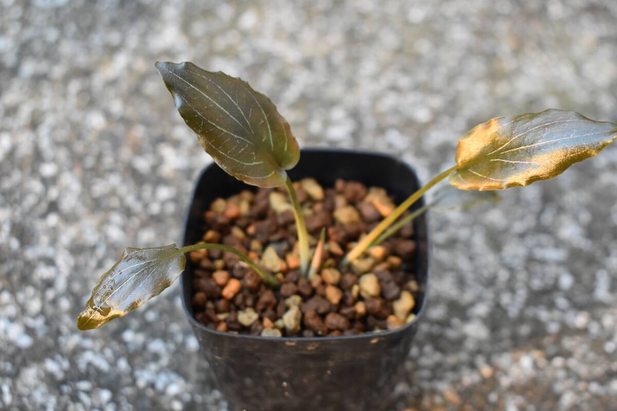 【LA1223-01z】Cryptocoryne sp. Min-2 Yahoo!オークション - Cryptocoryne sp. Min-1 Philippines