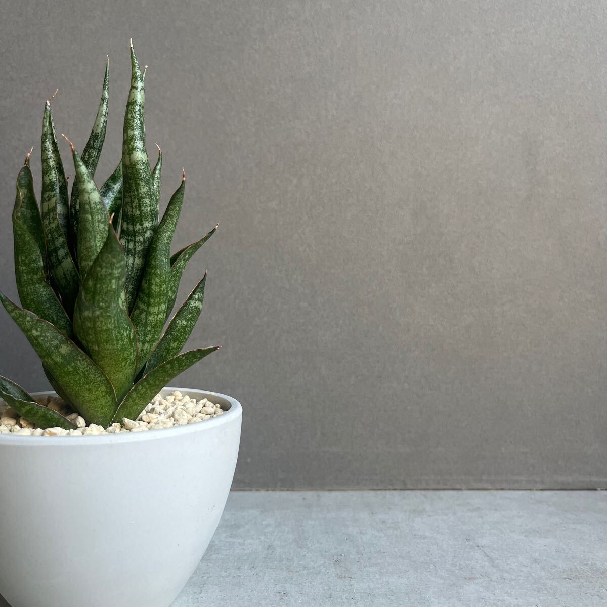 サンセベリア カミナリSansevieria KAMINARI 雷B22(観葉植物 サンセベリア カミナリSansevieria KAMINARI 雷B22(観葉植物