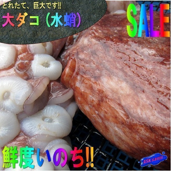 巨大・お刺身用 「大タコ(ミズダコ)6kg以上活冷凍 巨大・お刺身用 「大タコ(ミズダコ)6kg以上活冷凍