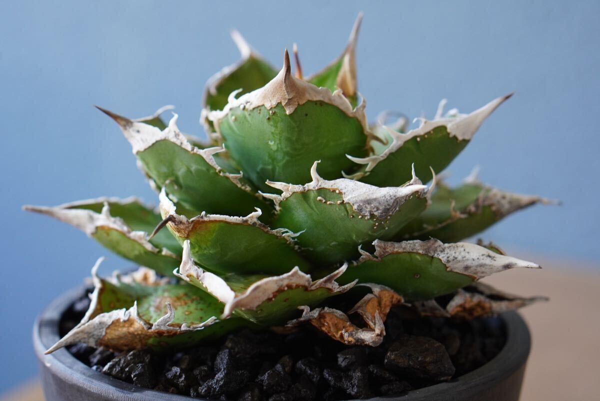 アガベ チタノタ 流星