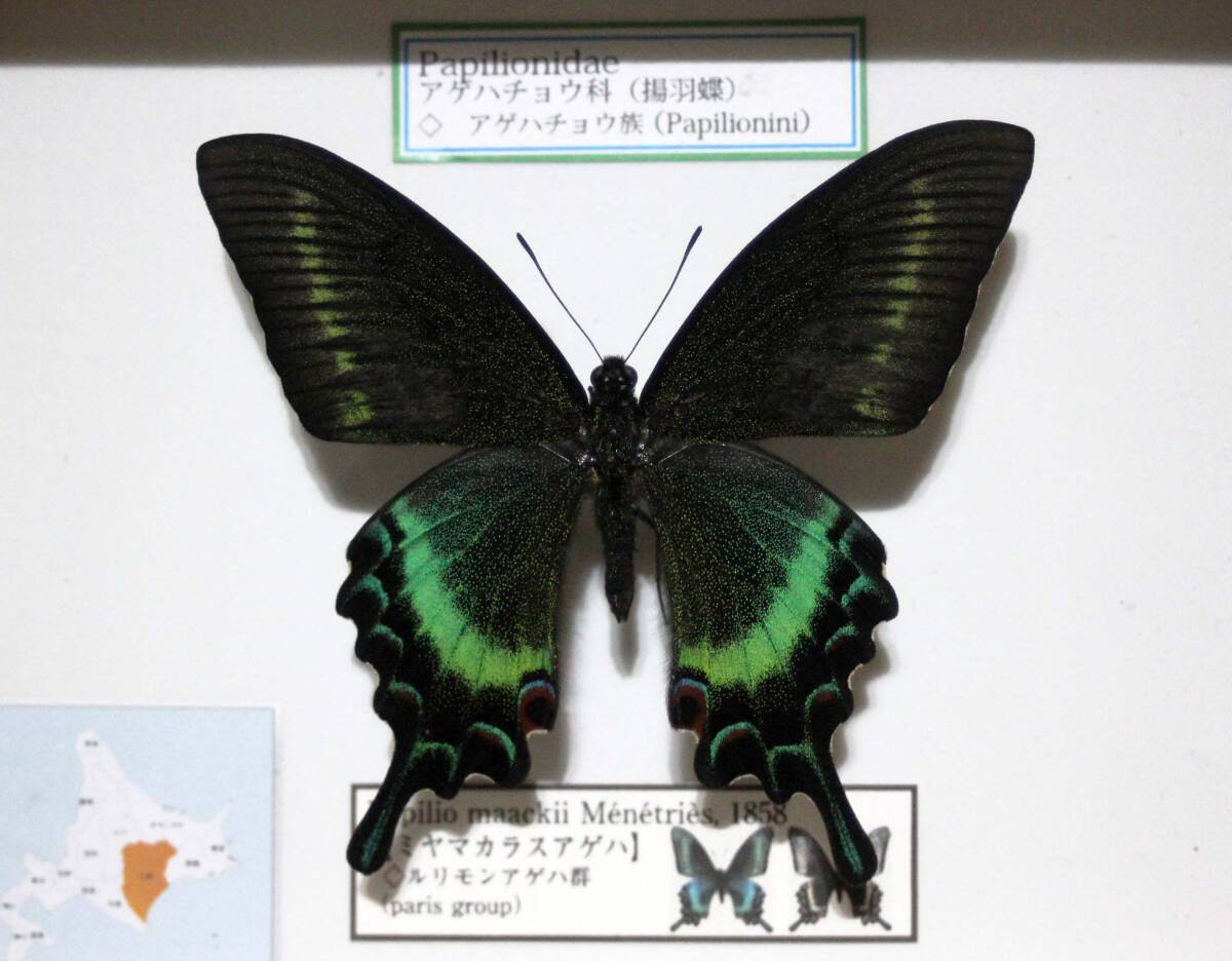 蝶標本 ミヤマカラスアゲハ 春型♂(科学、自然)|売買された 蝶標本 ミヤマカラスアゲハ 春型♂(科学、自然)|売買された