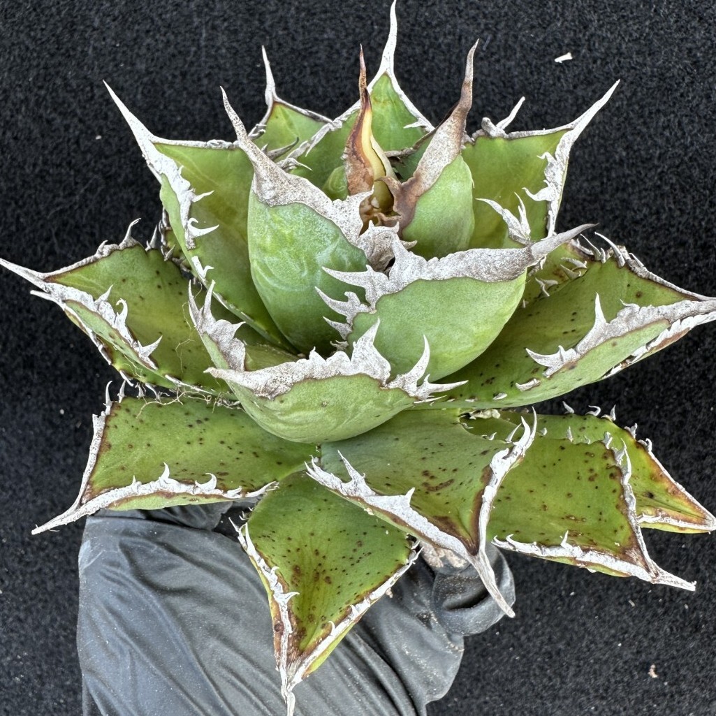 No.009【 AGAVE TITANOTA 】強棘 まん丸 ボールタイプ ほしい No.009【 AGAVE TITANOTA 】強棘 まん丸 ボールタイプ ほしい