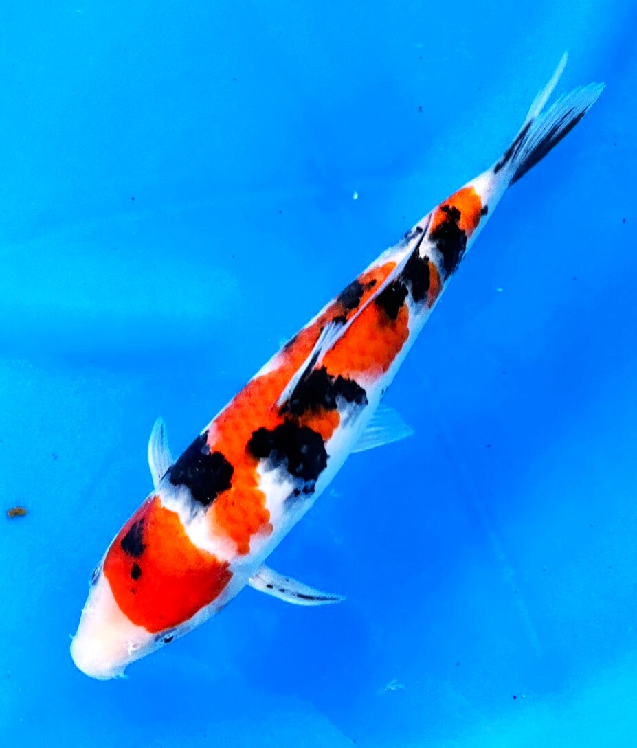 いよいよ池上げ開始です！　大正三色SP１【松江錦鯉センター産】　２歳　放流時２７ｃｍ　　10月22日池上げ　生産証明書付　10月25日発送