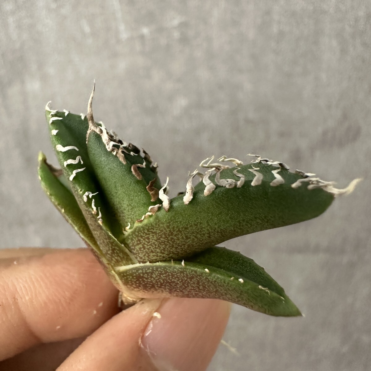 T40 多肉植物 アガベ チタノタ　ゴジラ　GODZILLA 強棘 