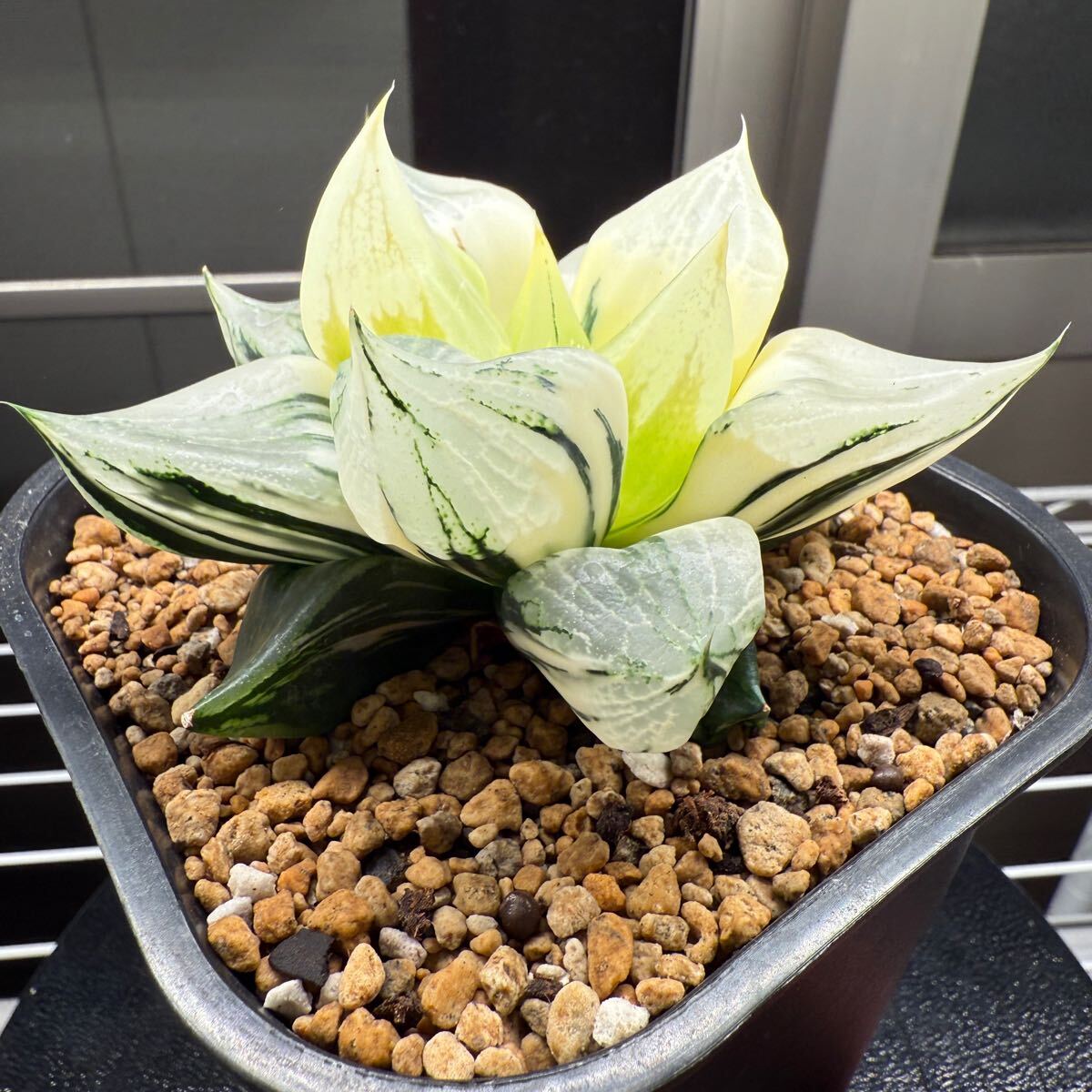 ◇多肉植物/ハオルチア ☆裏般若錦 ☆極上斑|サボテン ◇多肉植物/ハオルチア ☆裏般若錦 ☆極上斑|サボテン