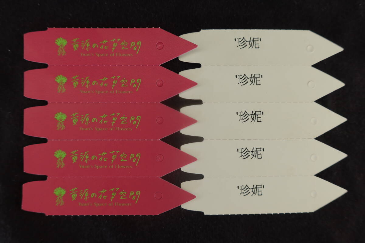 P. willinckii 'Jenny'　ジェニー　TC苗　from Yuan's Space of Flowers　2