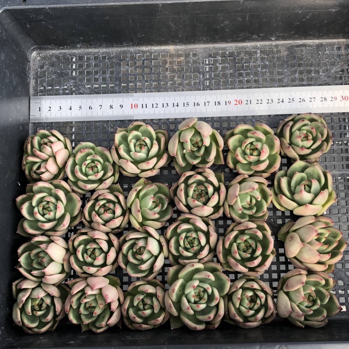 エケベリア24個　1008-D017　ブルードラゴン x コロラータ　多肉植物　カット苗　寄植え　出荷日10/10か11