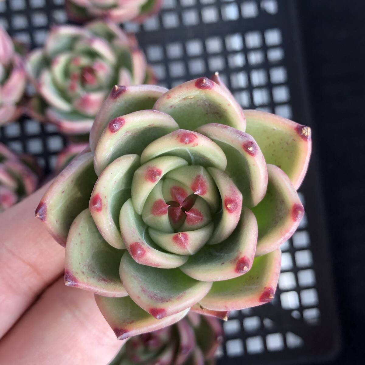 エケベリア24個　1008-D024　ブルーアイズ Hyb　多肉植物　カット苗　寄植え　出荷日10/10か11