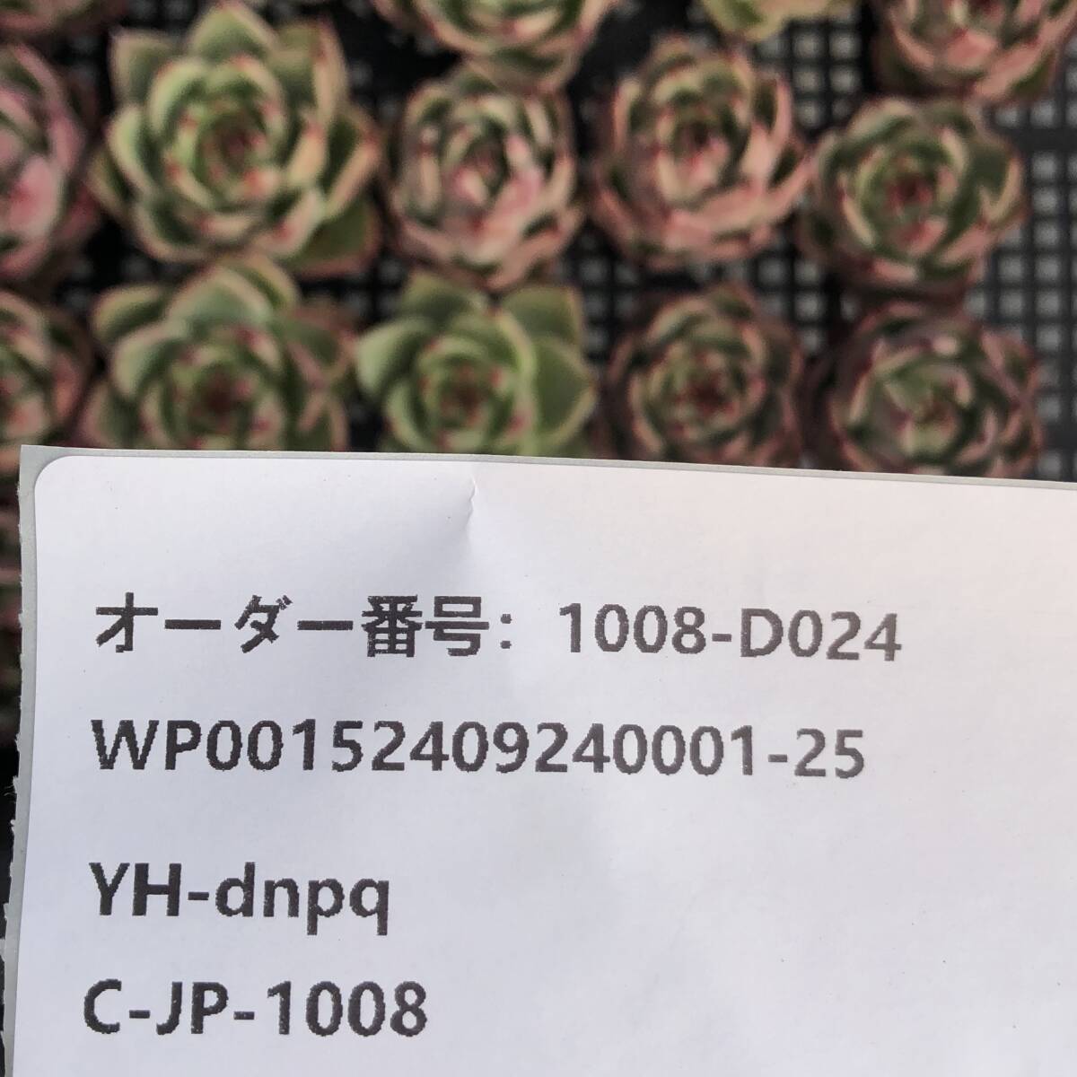 エケベリア24個　1008-D024　ブルーアイズ Hyb　多肉植物　カット苗　寄植え　出荷日10/10か11