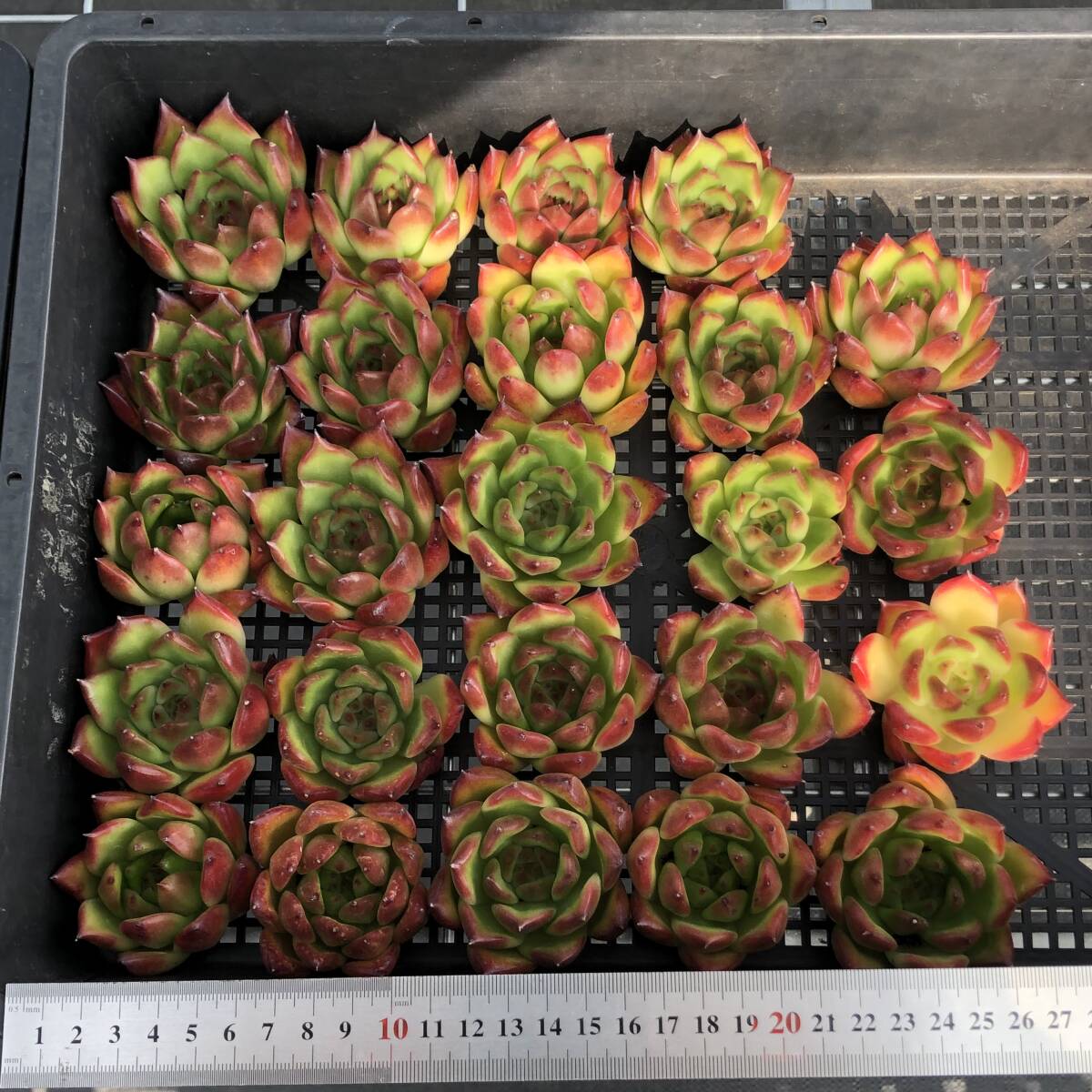 ekebe rear 24 piece 1008-D094 red Tiger succulent plant cut seedling ... shipping day 10/10.11