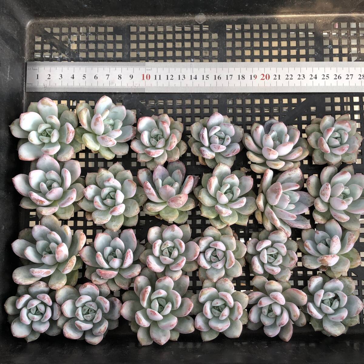 エケベリア24個　1008-D190　スター　モンロー　多肉植物　カット苗　寄植え　出荷日10/10か11