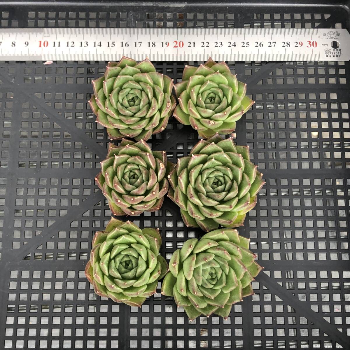 エケベリア6個　1008-K24　グリーンペッパー　多肉植物　カット苗　寄植え　出荷日10/10か11